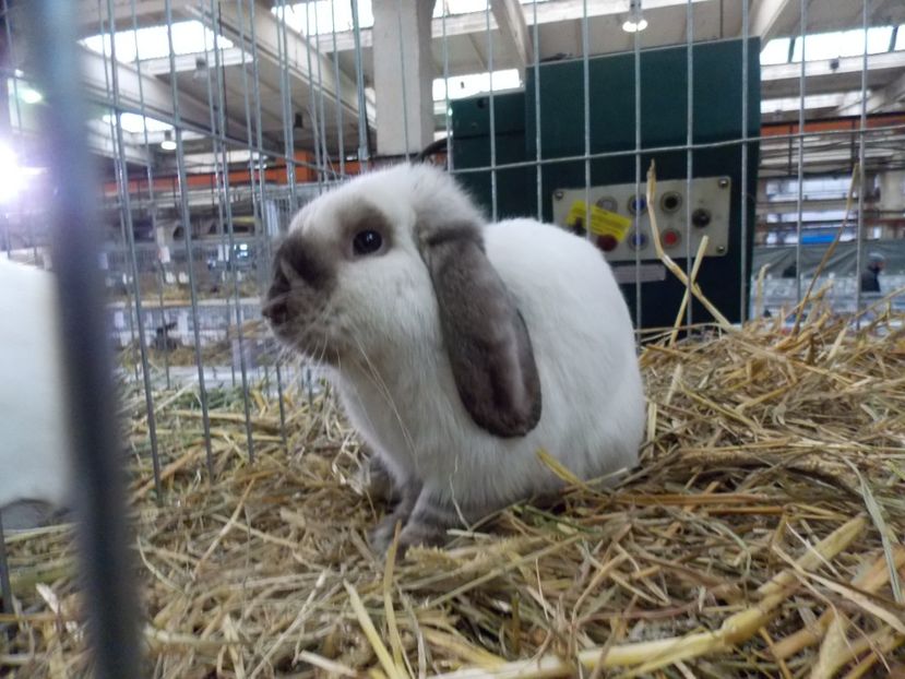  - EXPO-2017 NATIONALA BAICOI