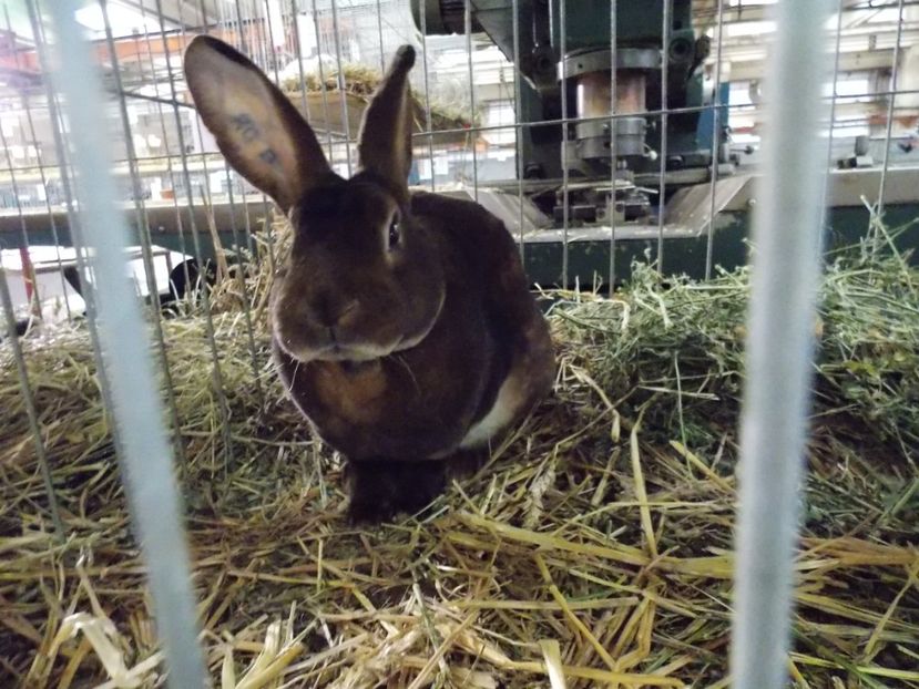  - EXPO-2017 NATIONALA BAICOI