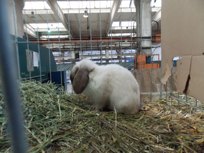  - EXPO-2017 NATIONALA BAICOI