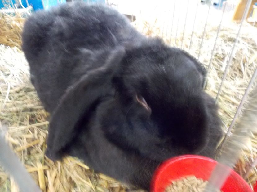  - EXPO-2017 NATIONALA BAICOI