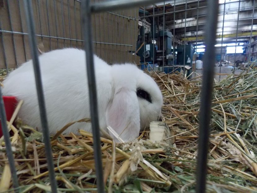  - EXPO-2017 NATIONALA BAICOI