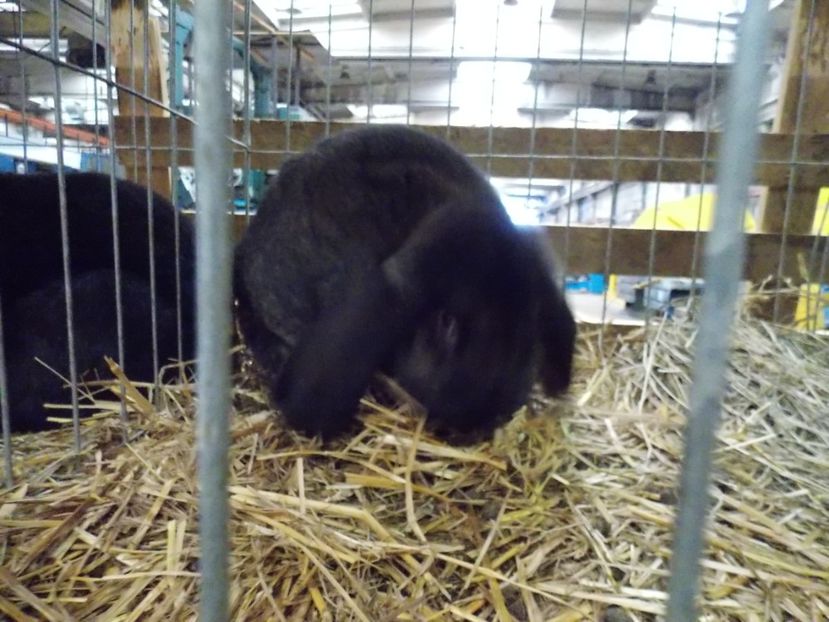  - EXPO-2017 NATIONALA BAICOI