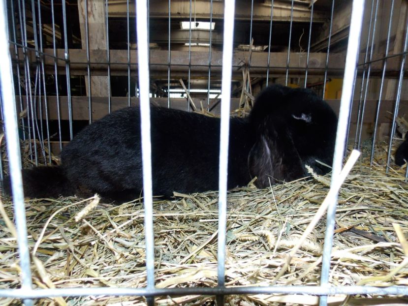  - EXPO-2017 NATIONALA BAICOI