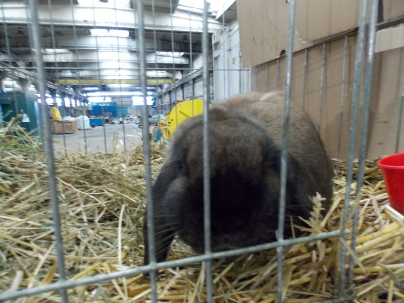  - EXPO-2017 NATIONALA BAICOI