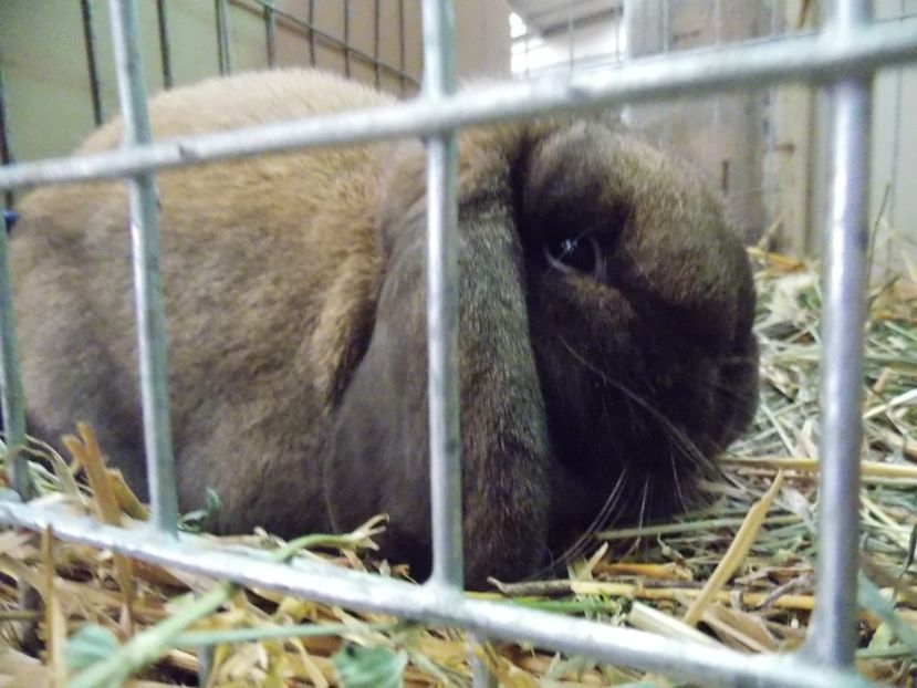  - EXPO-2017 NATIONALA BAICOI