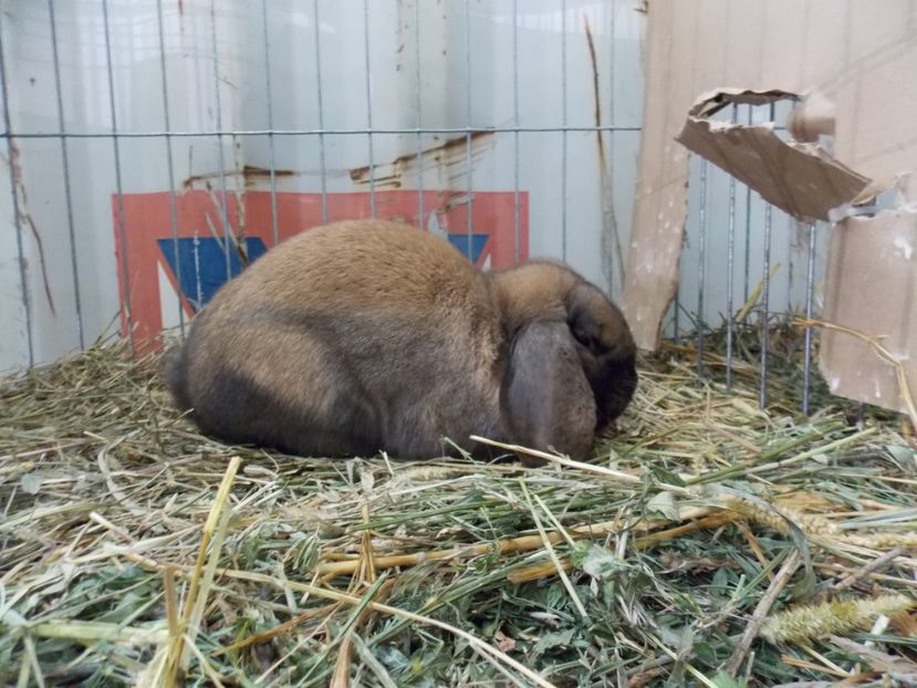  - EXPO-2017 NATIONALA BAICOI