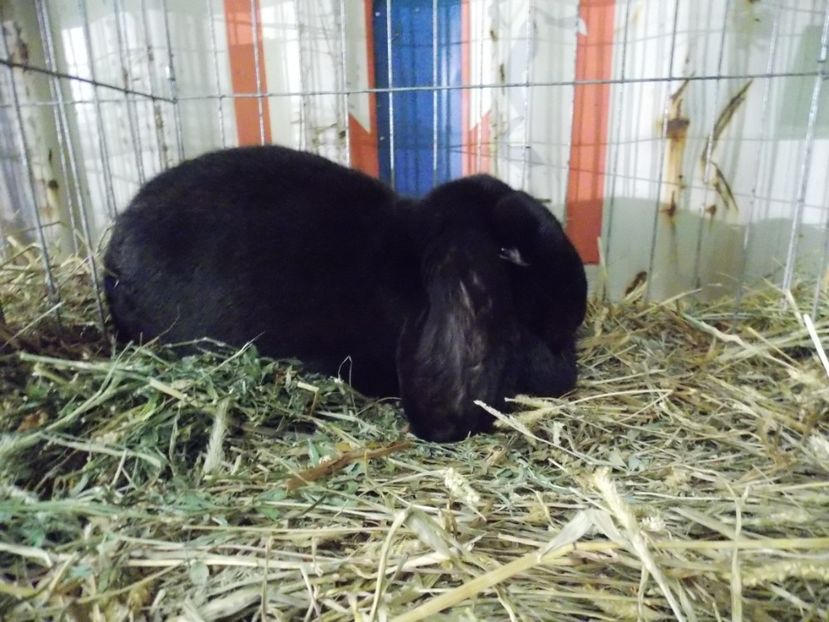  - EXPO-2017 NATIONALA BAICOI