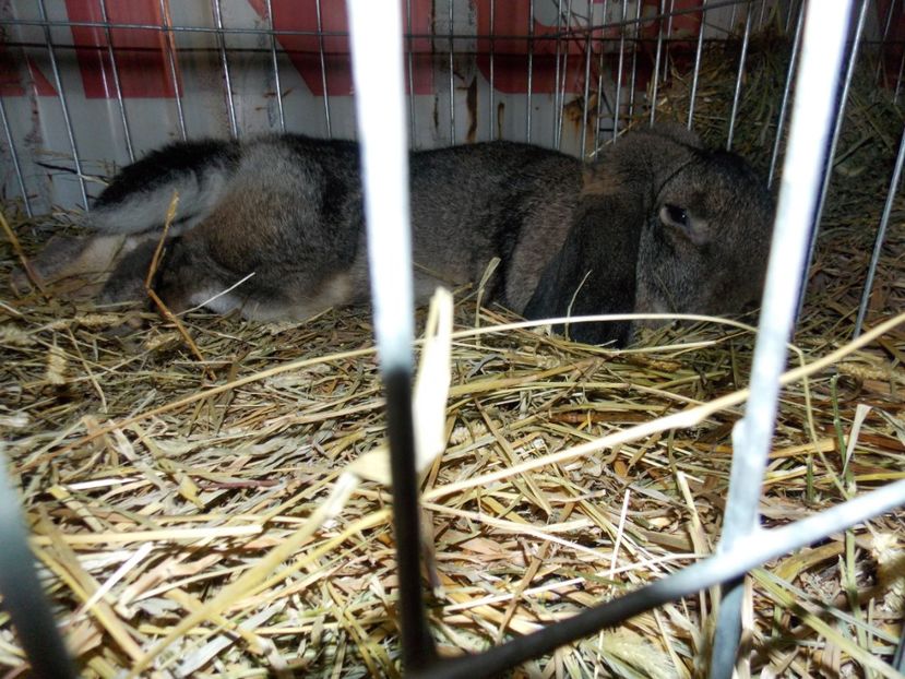  - EXPO-2017 NATIONALA BAICOI