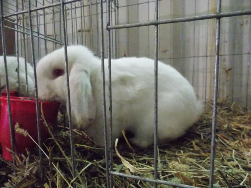  - EXPO-2017 NATIONALA BAICOI