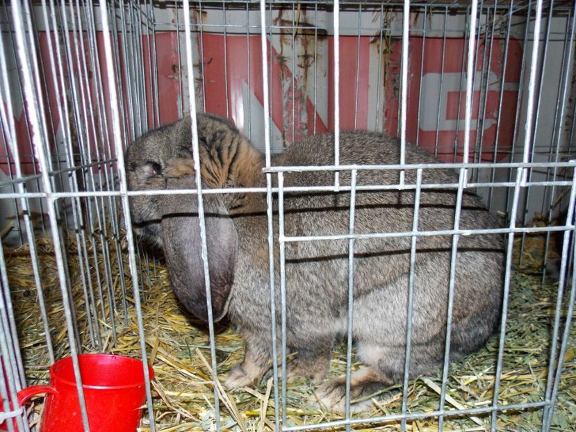  - EXPO-2017 NATIONALA BAICOI