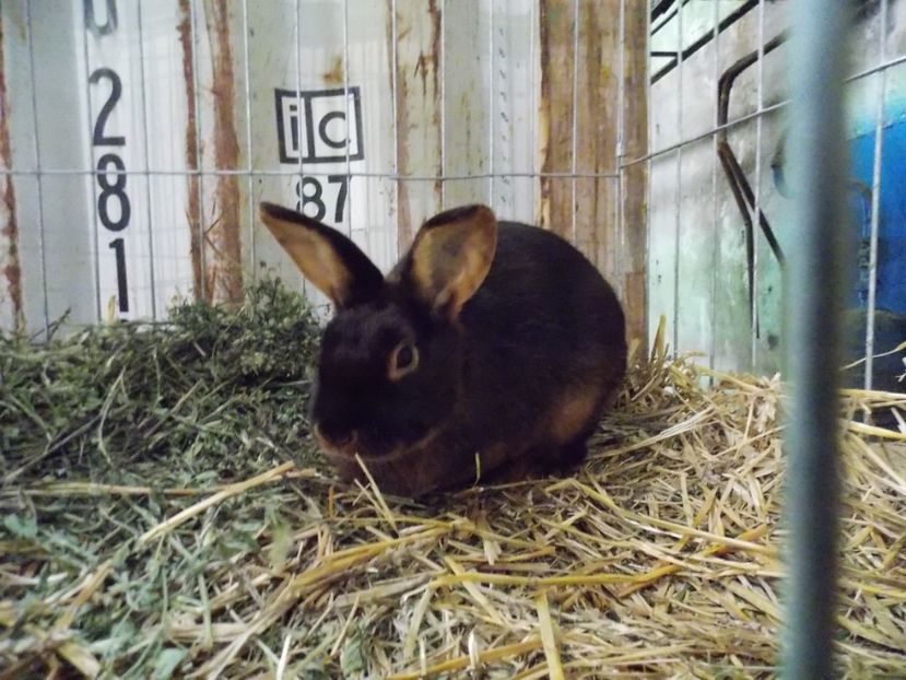  - EXPO-2017 NATIONALA BAICOI