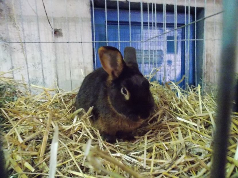  - EXPO-2017 NATIONALA BAICOI