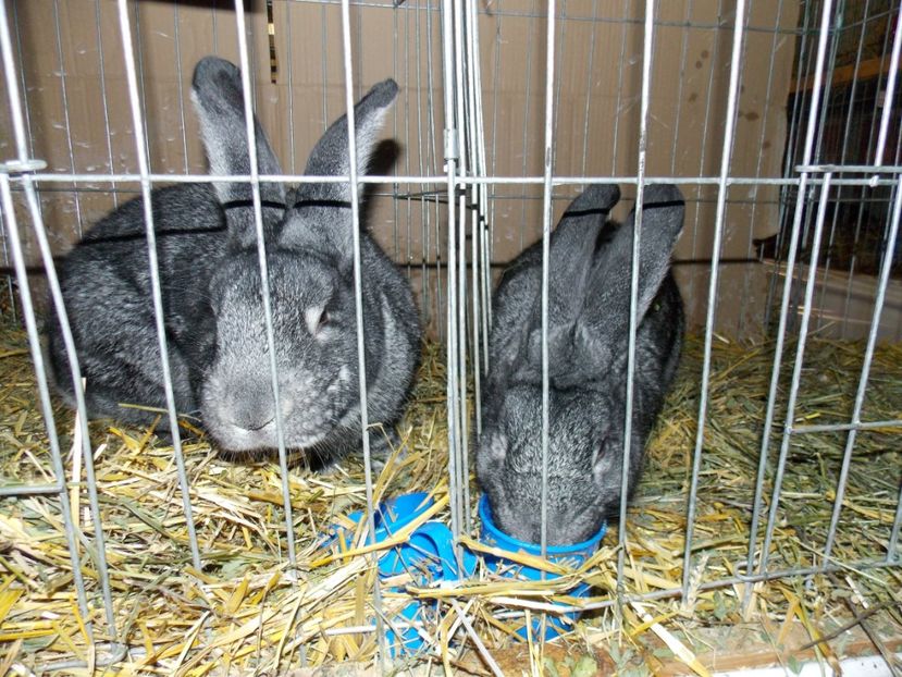  - EXPO-2017 NATIONALA BAICOI