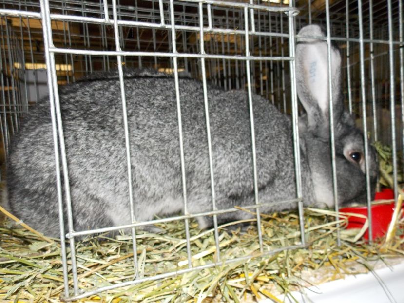  - EXPO-2017 NATIONALA BAICOI