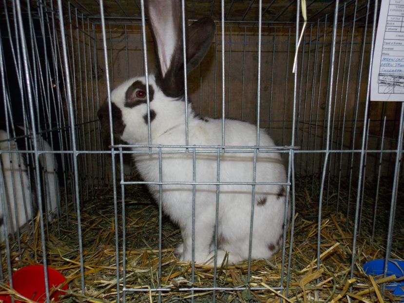  - EXPO-2017 NATIONALA BAICOI