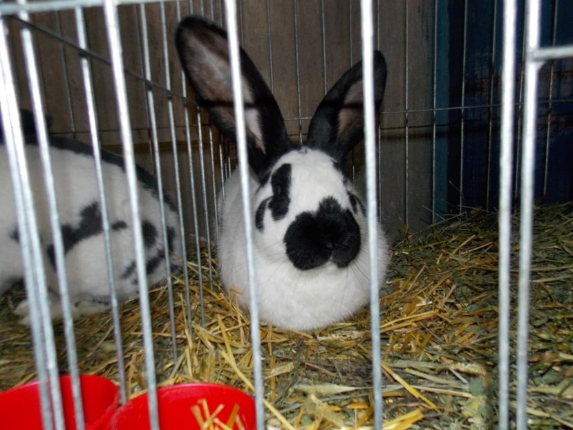  - EXPO-2017 NATIONALA BAICOI