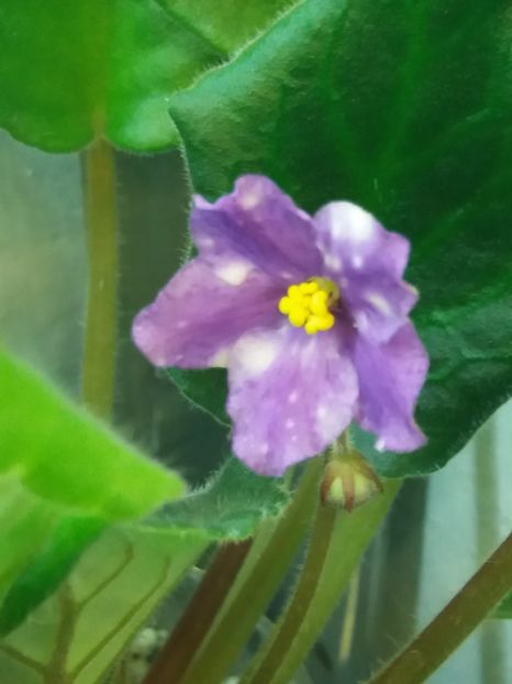 3 dec - ZZ AE Fly To The Moon