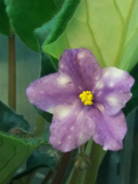 4 dec - ZZ AE Fly To The Moon