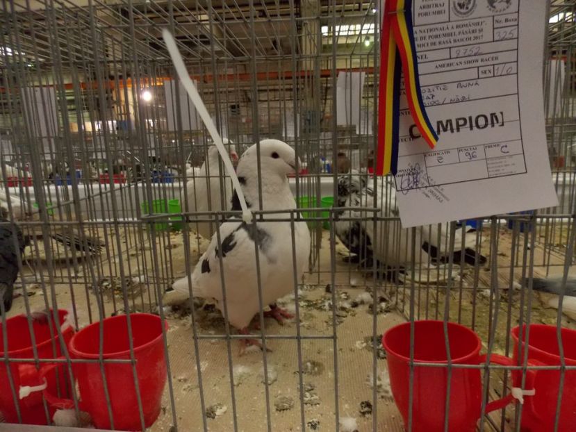  - EXPO-2017 NATIONALA BAICOI