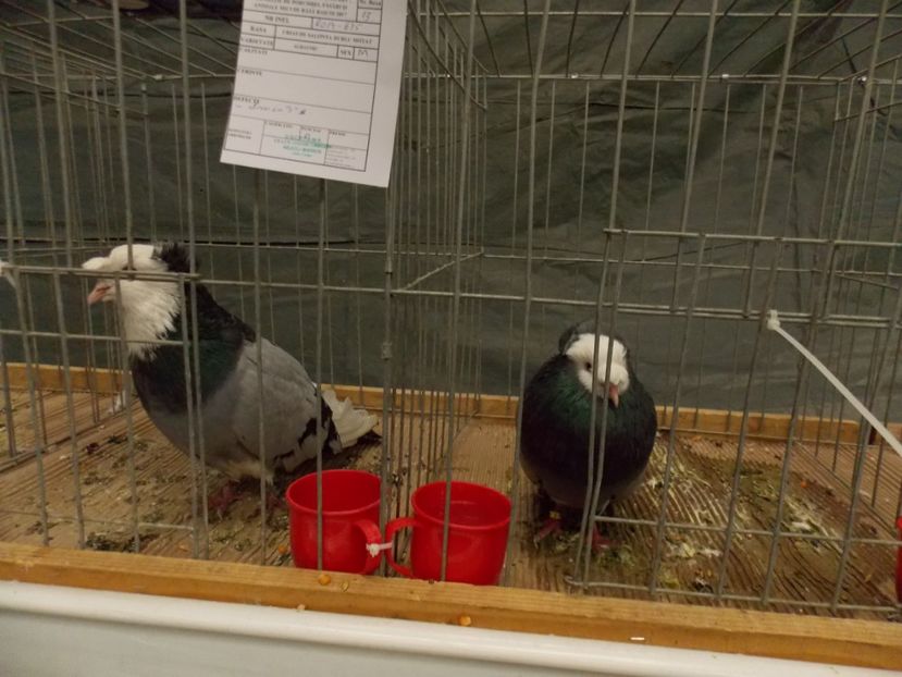  - EXPO-2017 NATIONALA BAICOI