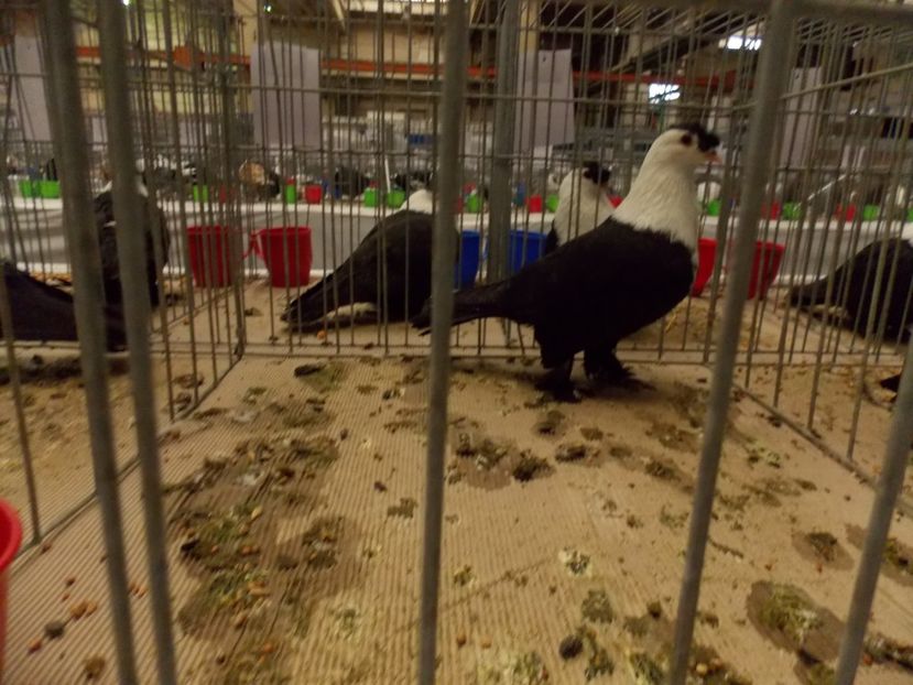  - EXPO-2017 NATIONALA BAICOI