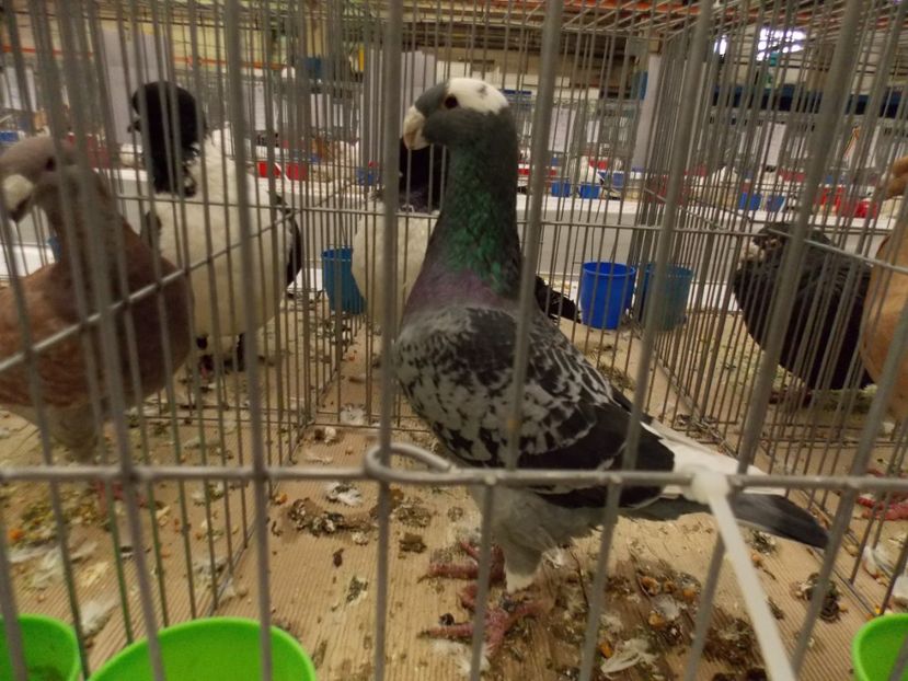  - EXPO-2017 NATIONALA BAICOI