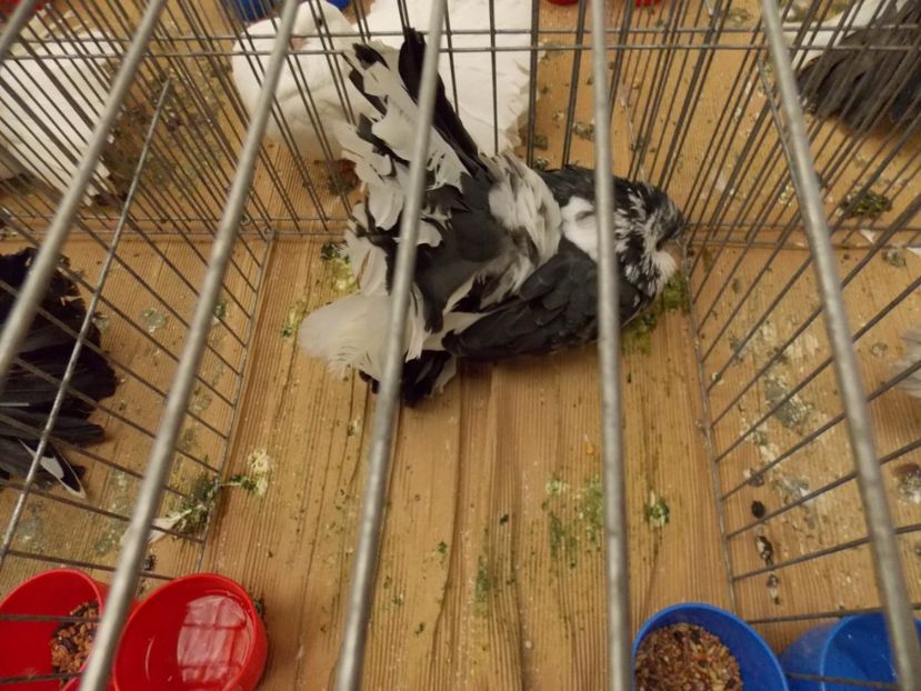  - EXPO-2017 NATIONALA BAICOI