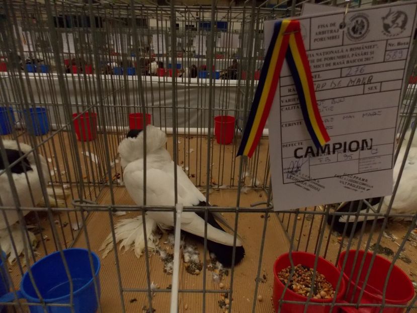  - EXPO-2017 NATIONALA BAICOI