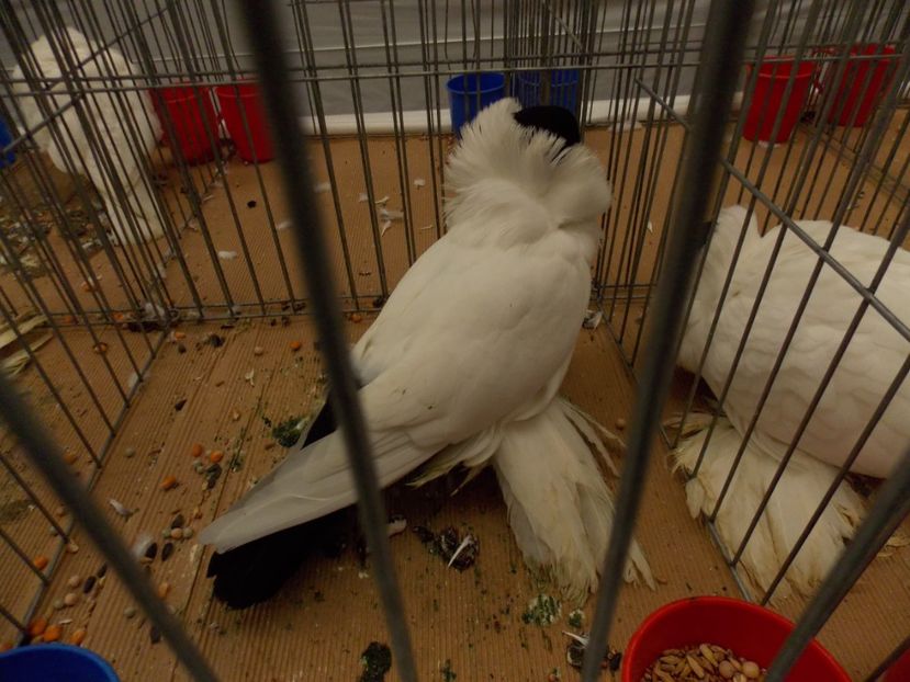  - EXPO-2017 NATIONALA BAICOI