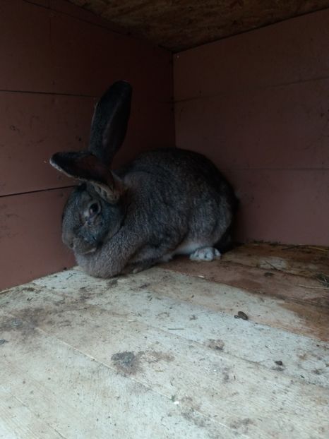 8 luni si 1 saptamana - Femela 3 UG Gri