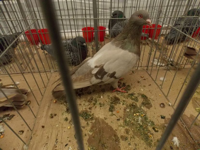  - EXPO-2017 NATIONALA BAICOI