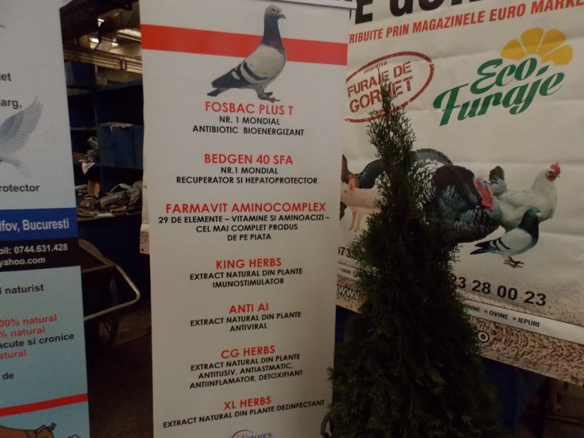  - EXPO-2017 NATIONALA BAICOI