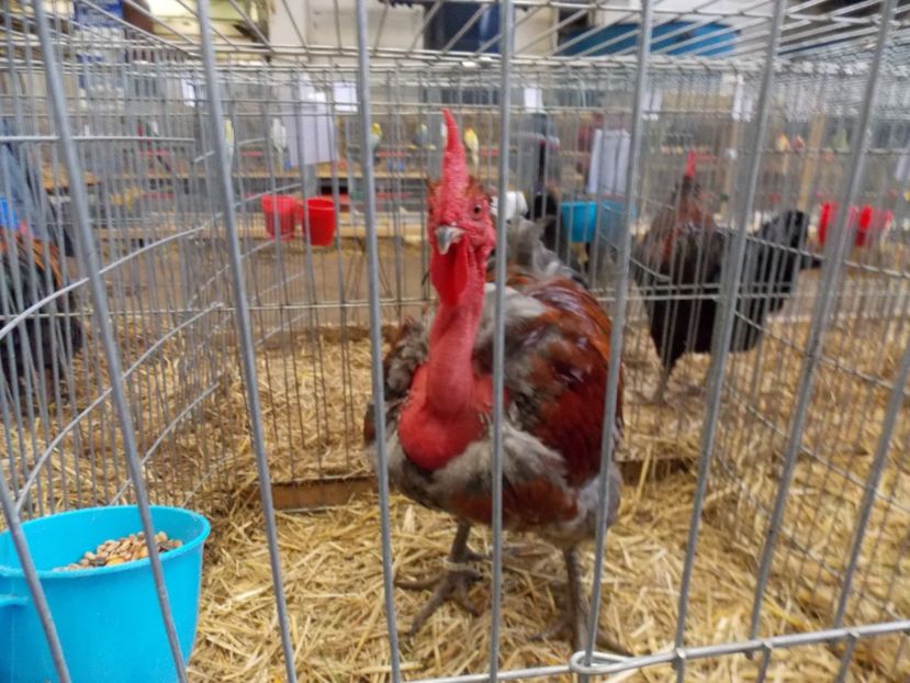  - EXPO-2017 NATIONALA BAICOI