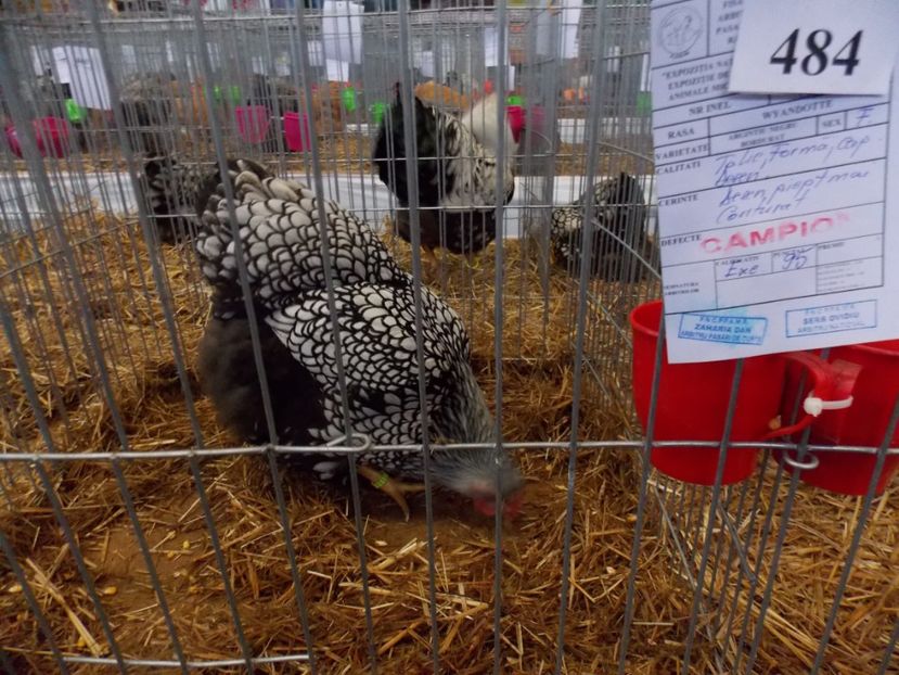  - EXPO-2017 NATIONALA BAICOI