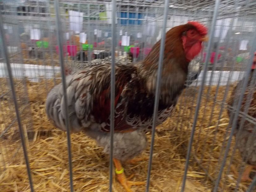  - EXPO-2017 NATIONALA BAICOI