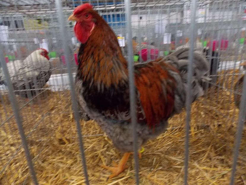  - EXPO-2017 NATIONALA BAICOI