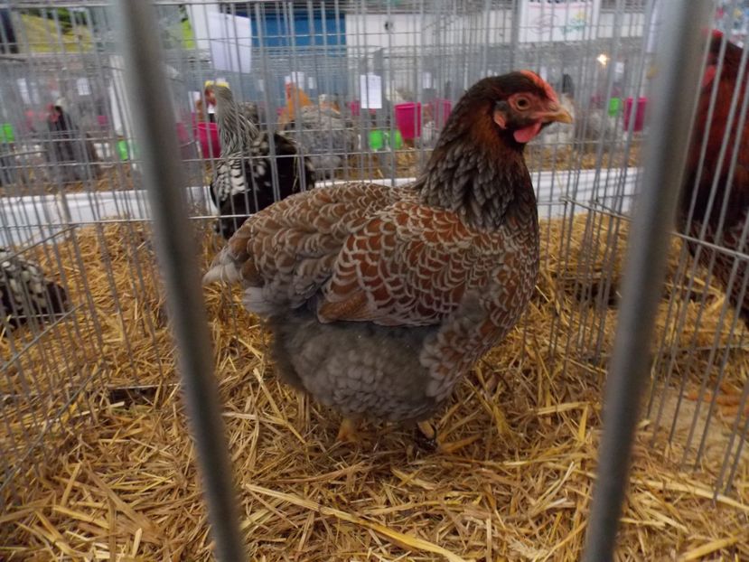  - EXPO-2017 NATIONALA BAICOI