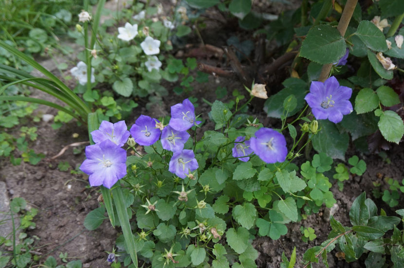  - Campanula