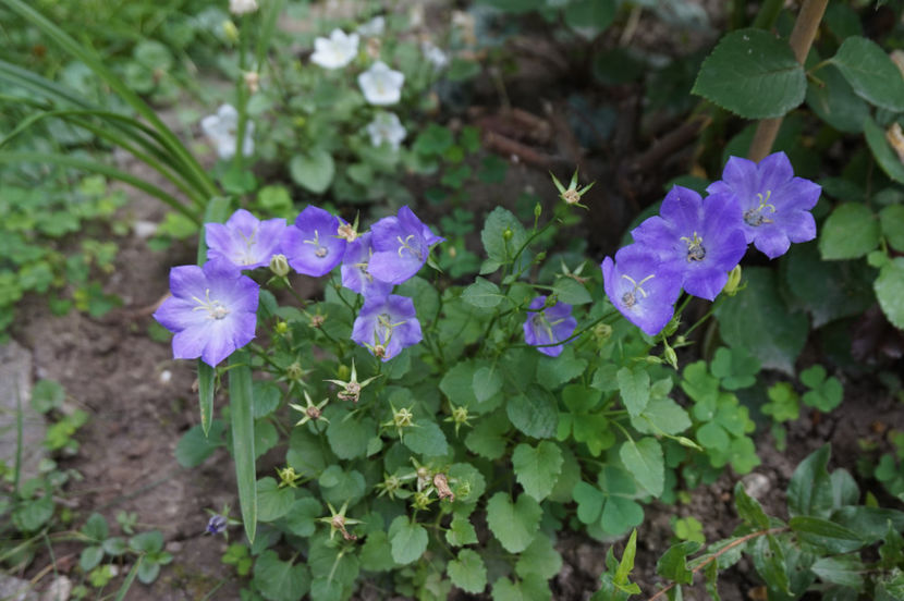  - Campanula