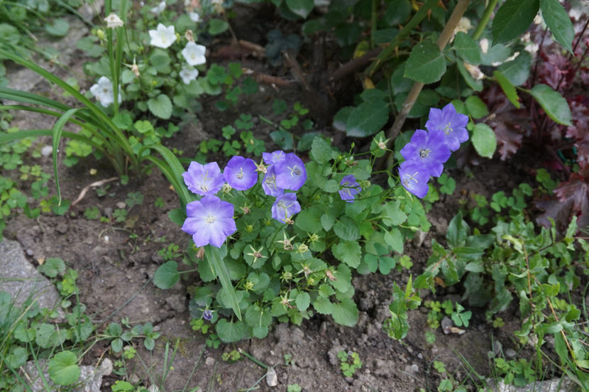  - Campanula