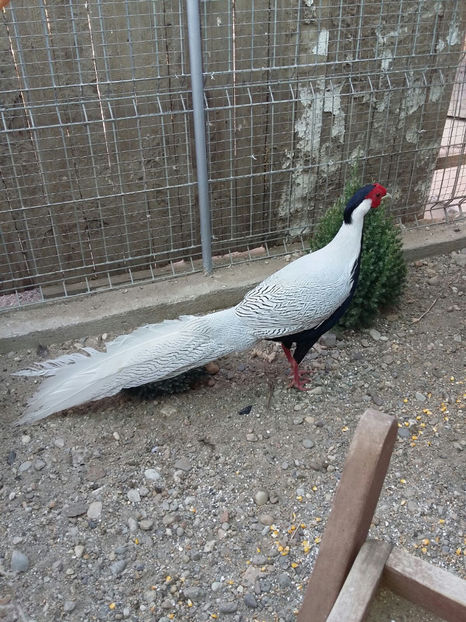 IMG-20171207-WA0026 - 2017 FAZAN ARGINTIU