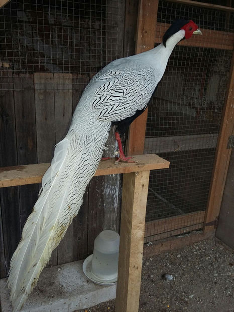 IMG-20171207-WA0029 - 2017 FAZAN ARGINTIU