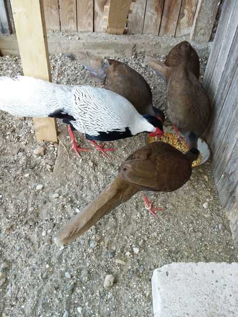 IMG-20171207-WA0034 - 2017 FAZAN ARGINTIU