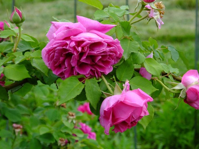 Mme Isaac Pereire - 2017_05_Mai II