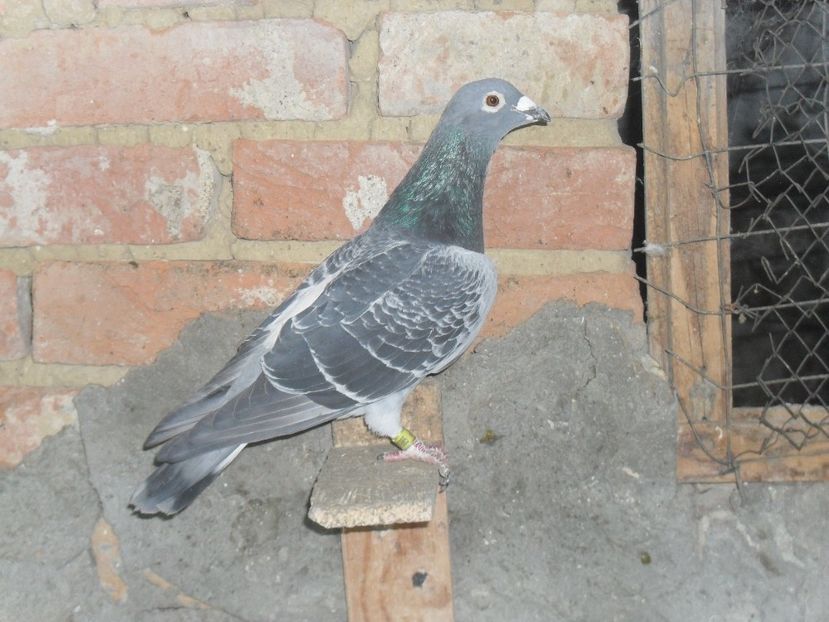  - VOIAJORI SPORT DE VANZARE