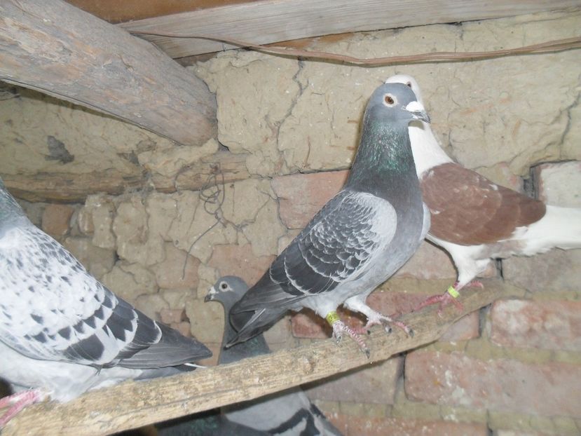  - VOIAJORI SPORT DE VANZARE