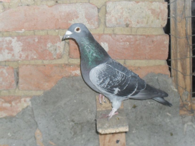 M 16 TITA/ANDU - VOIAJORI SPORT DE VANZARE