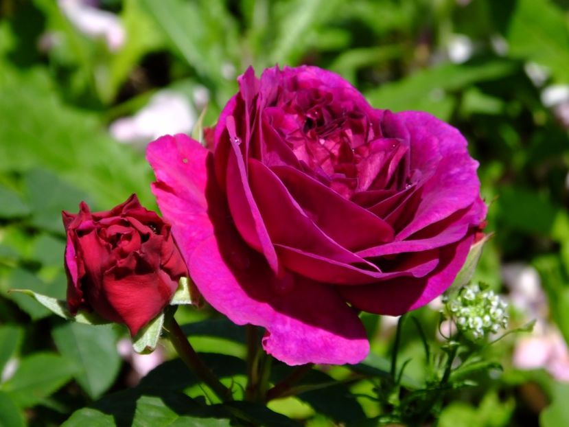 Purple Lodge - 2017_05_Mai II