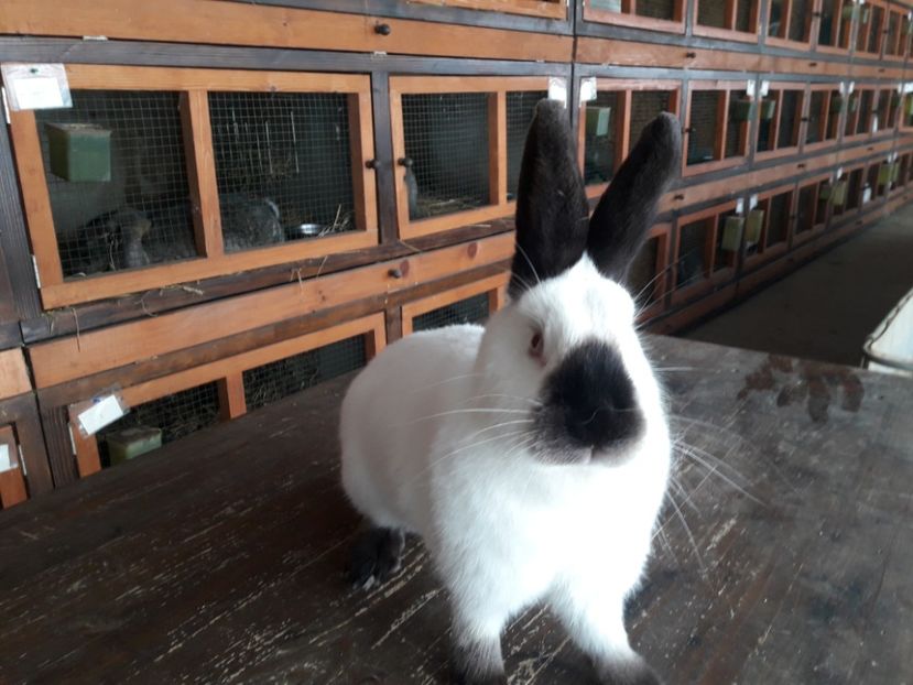  - A-IEPURI CALIFORNIENI