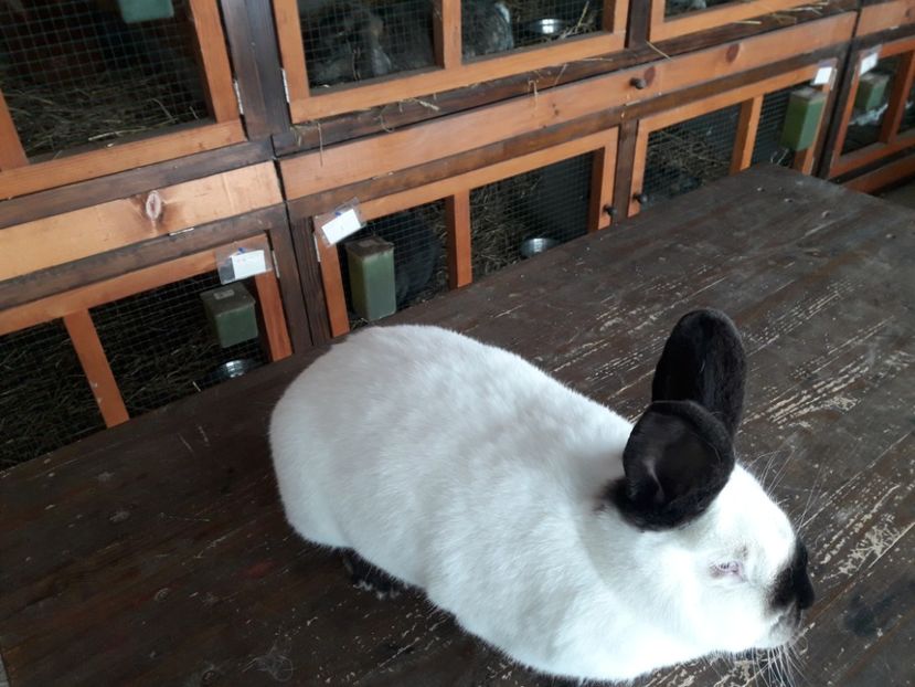  - A-IEPURI CALIFORNIENI